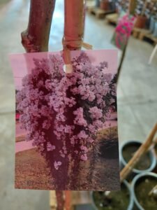 615881176_1443634927563818_3864892635042279772_n