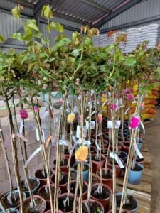 656416811_1443634074230570_4089977284822966573_n