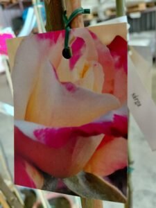 656745309_1443634324230545_4820386492695317621_n