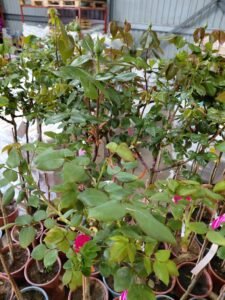 656906104_1443634184230559_7829775173286059062_n