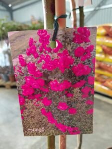 656919637_1443635000897144_3394329271740515591_n