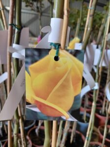 656919662_1443634264230551_4865602772982783129_n