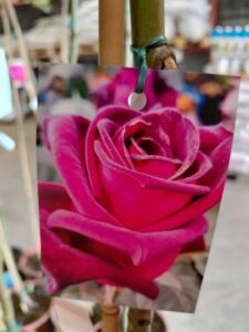 656948199_1443634484230529_8984110387320753142_n