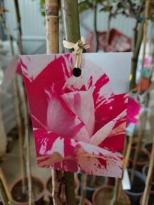 657236917_1443634827563828_870857619770718540_n