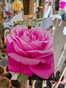 657986649_1443634570897187_4337055761490493915_n