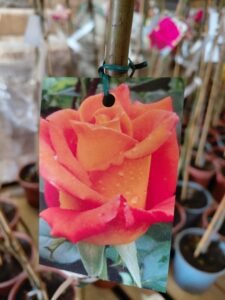 658798657_1443634404230537_5833817003575346839_n